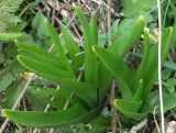 Colchicum autumnale. Листья. Ленинградская обл., середина мая.