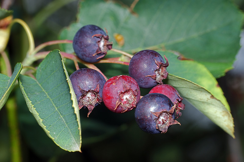 Image of Amelanchier spicata specimen.