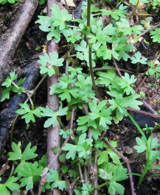 Image of Ranunculus gmelinii specimen.