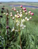 Filipendula vulgaris. Соцветие. Ростовская обл., окр. г. Азов, верхушка склона надпойменной террасы. 31.05.2011.