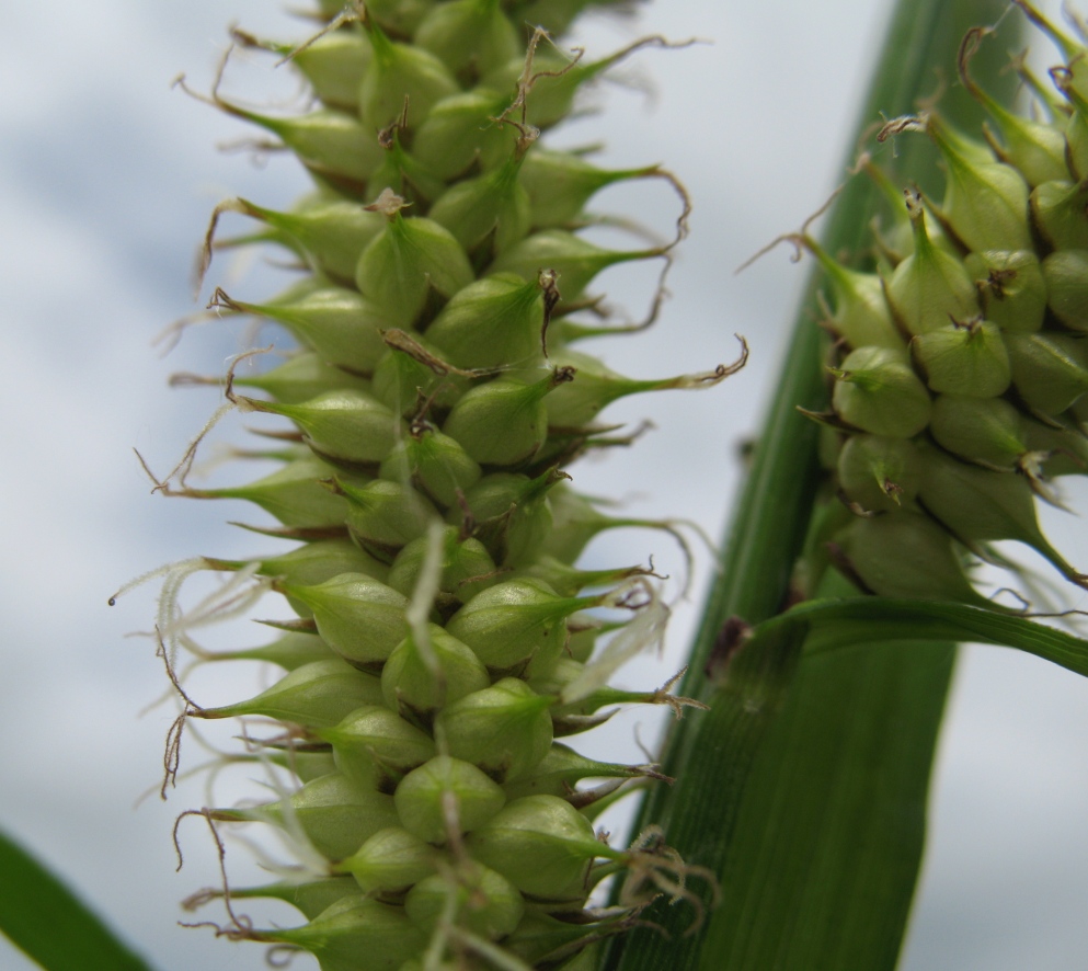 Image of Carex rhynchophysa specimen.