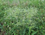 Eryngium campestre. Цветущее растение. Словакия, Кошицкий край, район Рожнява, луг. 31.07.2011.