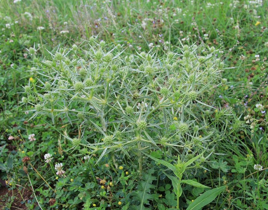 Image of Eryngium campestre specimen.