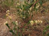 Smilax aspera. Побег с тычиночными соцветиями. Испания, Каталония, провинция Girona, Costa Brava, окрестности городка Sant Feliu de Guíxols. 23 октября 2008 г.