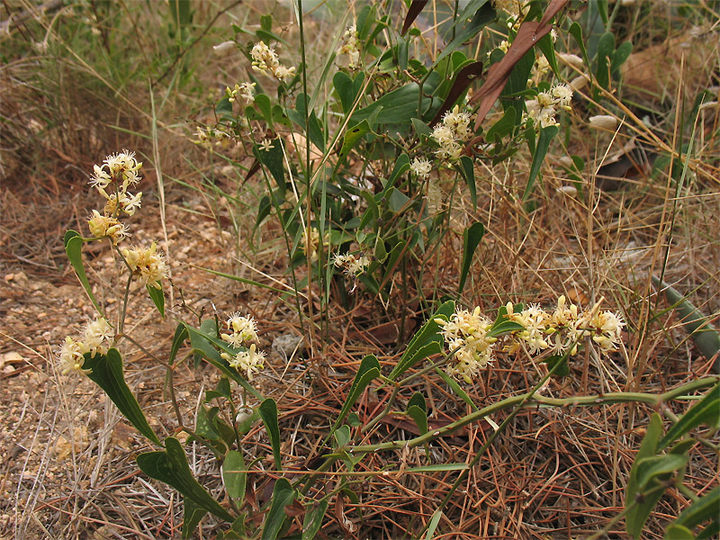 Image of Smilax aspera specimen.