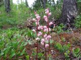 Pyrola incarnata. Соцветия. Иркутская обл., Бодайбинский р-н, седловина на водоразделе рек Имнях и Бол. Семикач, тайга. Июнь 2011 г.