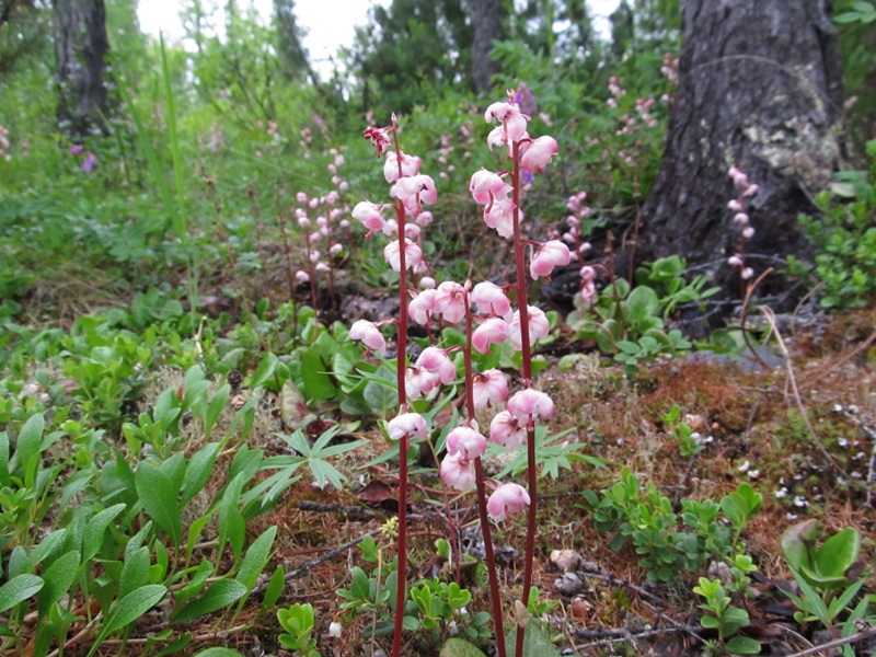 Image of Pyrola incarnata specimen.