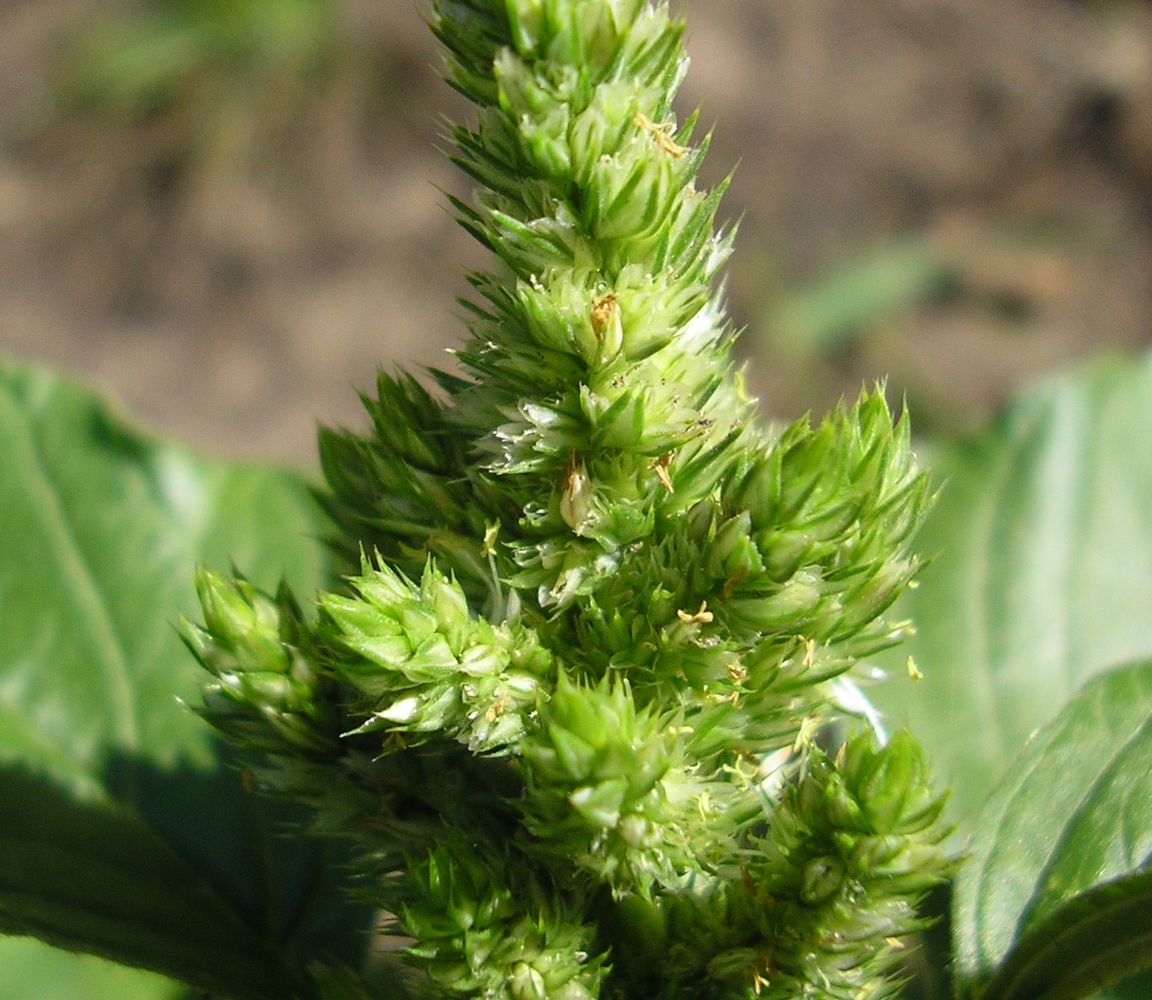 Image of Amaranthus retroflexus specimen.