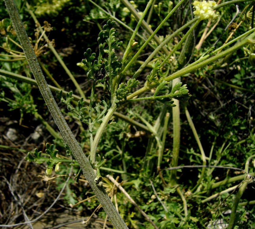 Image of Zosima absinthifolia specimen.