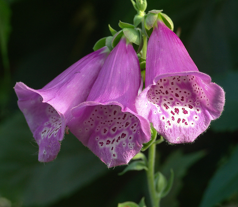 Image of Digitalis purpurea specimen.