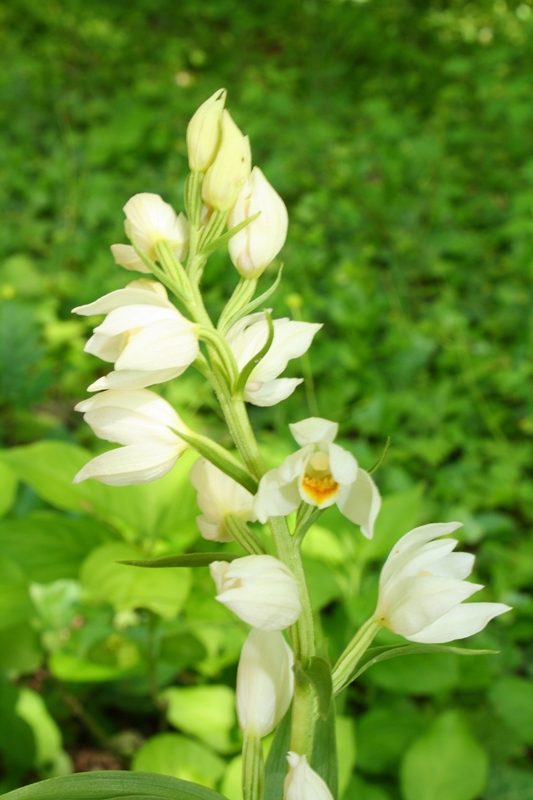 Image of Cephalanthera damasonium specimen.