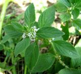 Mentha arvensis