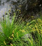 Carex elongata