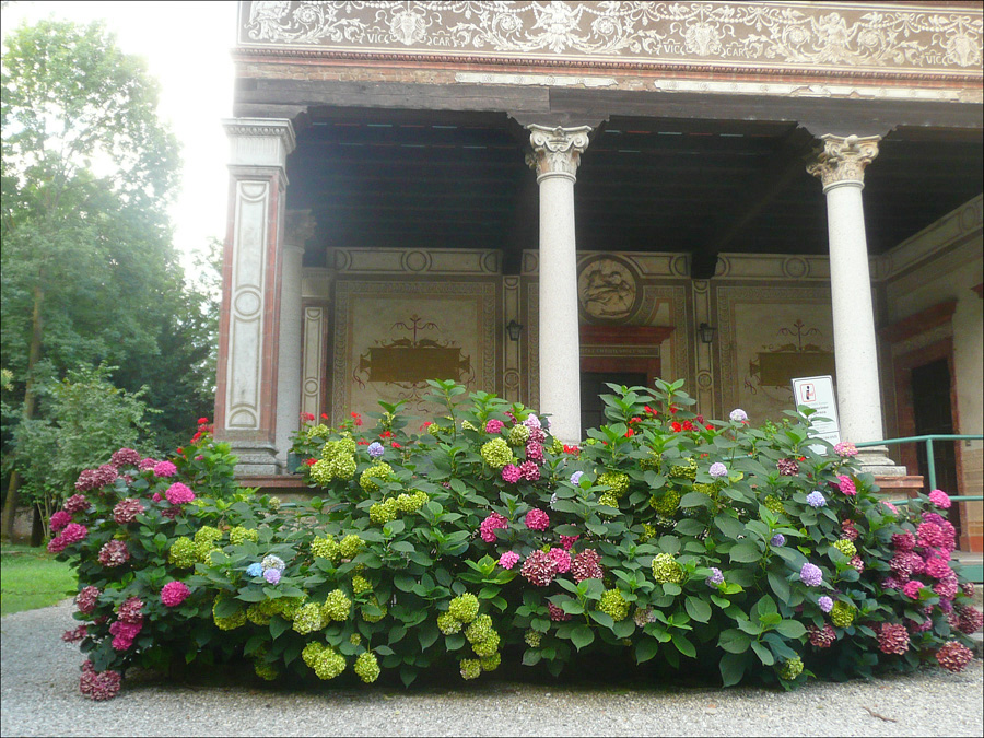 Image of Hydrangea macrophylla specimen.