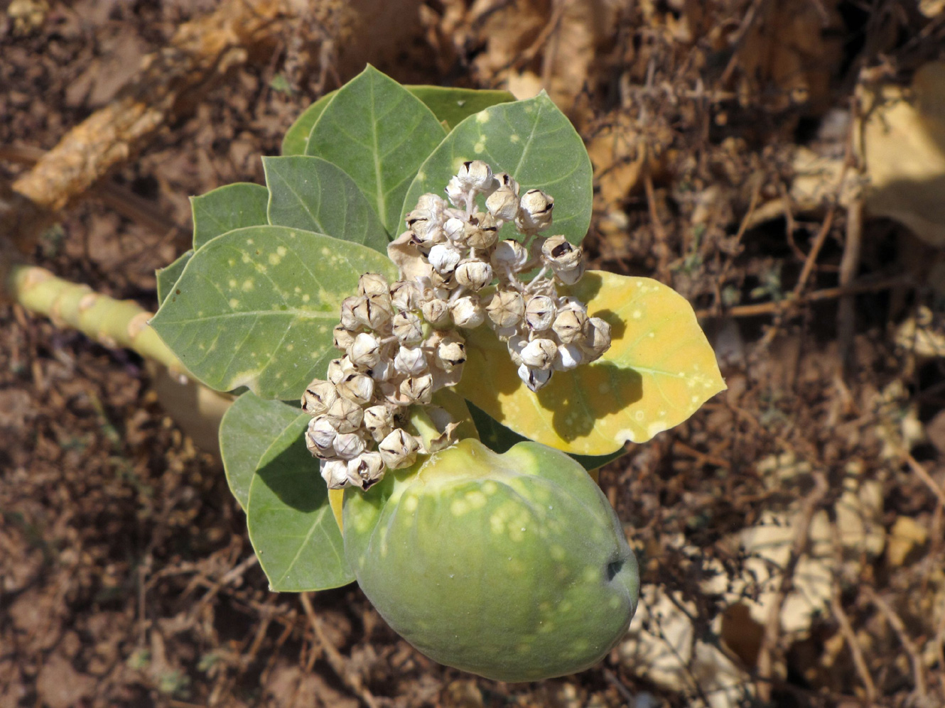 Image of Calotropis procera specimen.