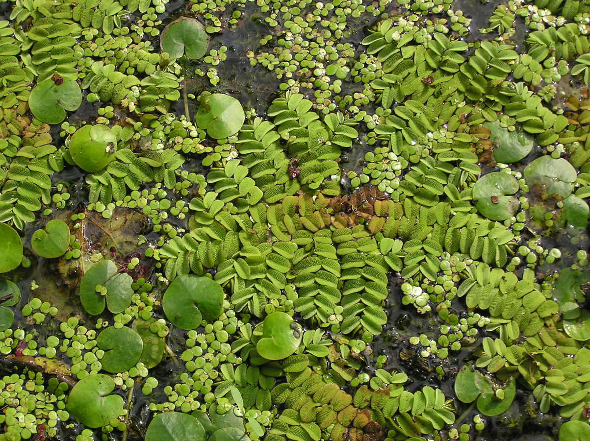 Image of Salvinia natans specimen.