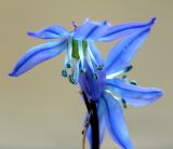 Scilla siberica. Цветки. Московская обл., дачный участок. 01.05.2005.