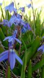 Scilla caucasica