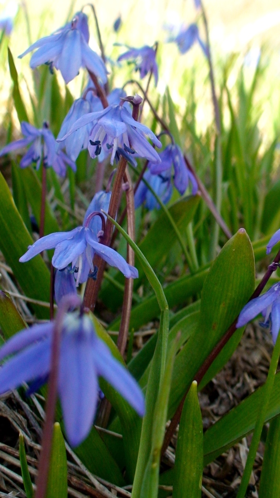 Изображение особи Scilla caucasica.