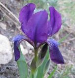 Iris aphylla