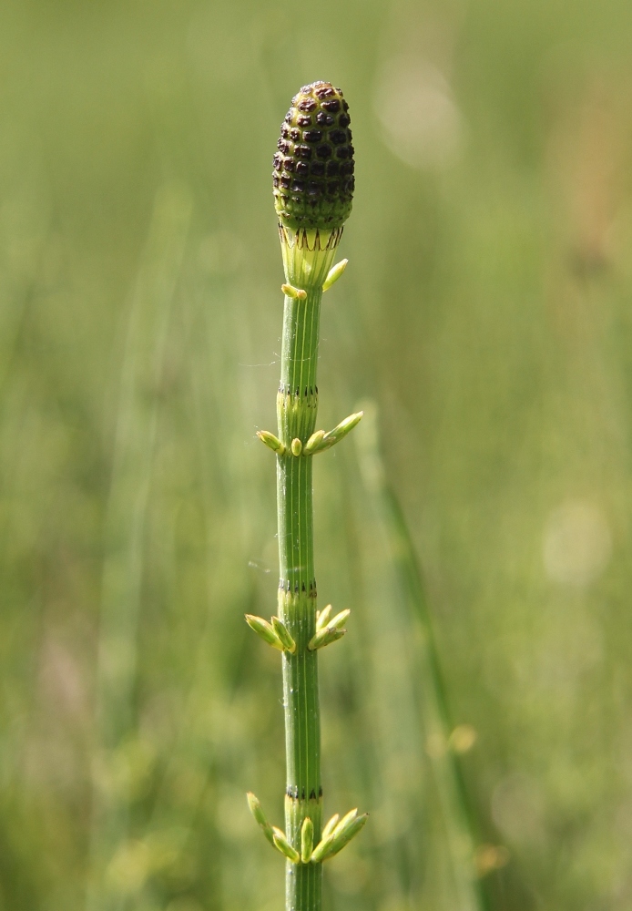 Изображение особи Equisetum fluviatile.