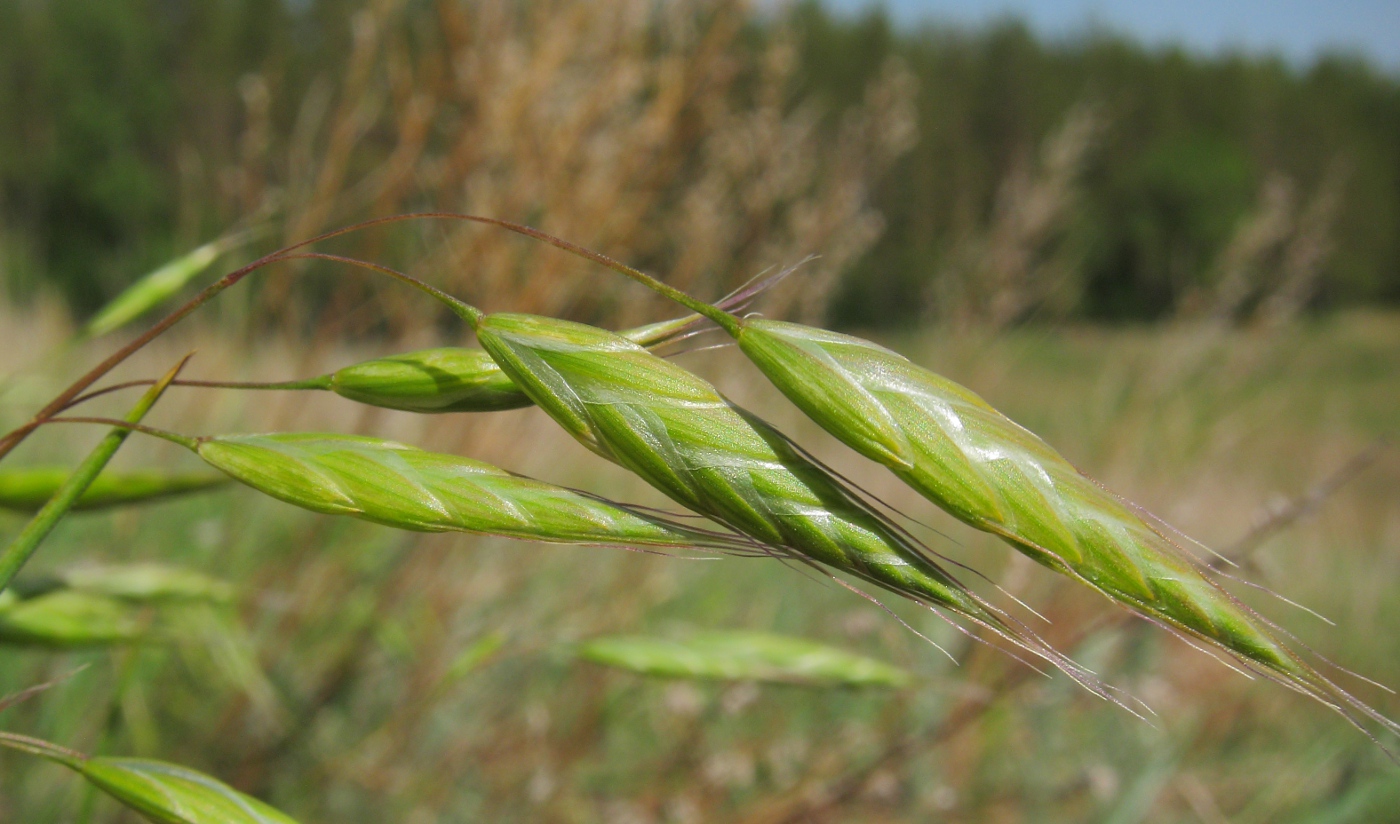 Изображение особи Bromus japonicus.