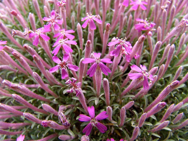 Image of Silene meyeri specimen.