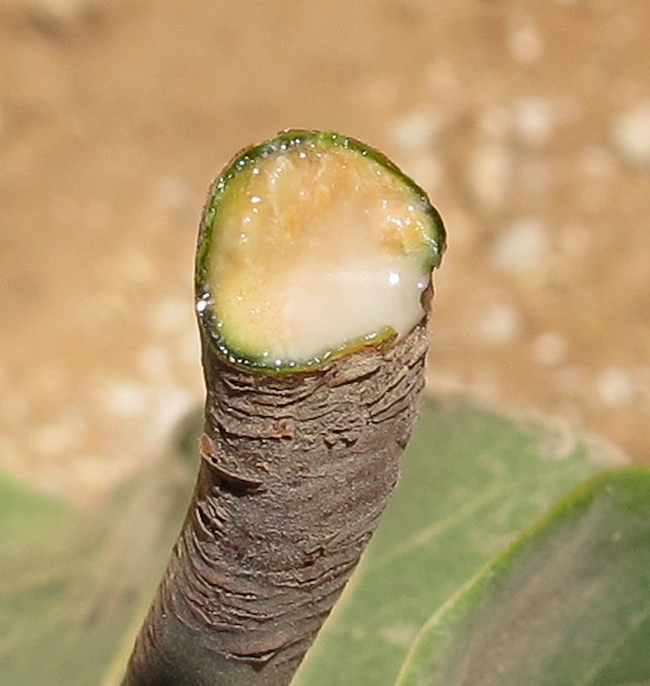 Image of Ficus lyrata specimen.