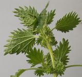 Urtica urens