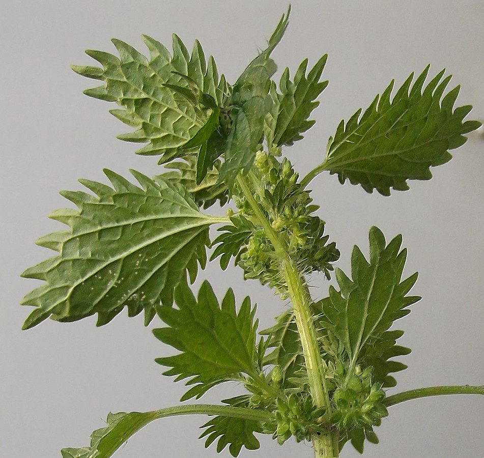 Image of Urtica urens specimen.