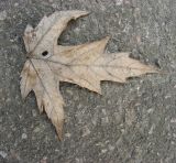 Image of taxon representative. Author is Николай Дегтярёв