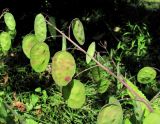 Lunaria annua