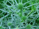 Eryngium campestre