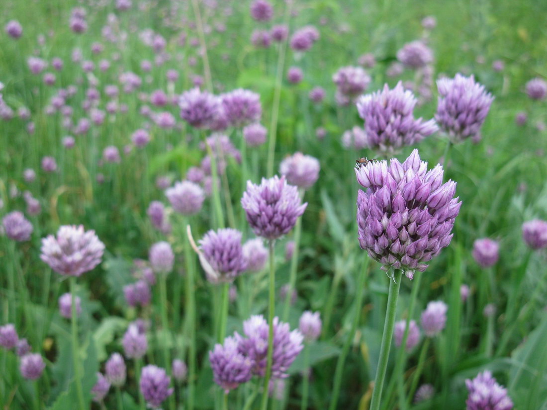 Image of Allium rotundum specimen.