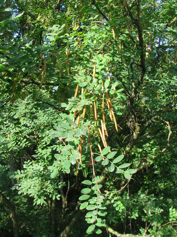 Image of Caragana arborescens specimen.