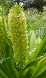 Eucomis autumnalis. Соцветие. Южный берег Крыма, Никитский ботанический сад. 31 июля 2012 г.