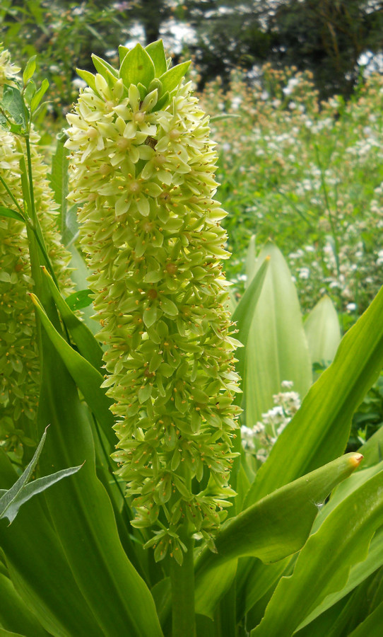Image of Eucomis autumnalis specimen.