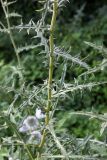 Echinops sphaerocephalus. Часть побега. Узбекистан, г. Ташкент, Ботанический сад им. Ф.Н. Русанова. 22.07.2012.