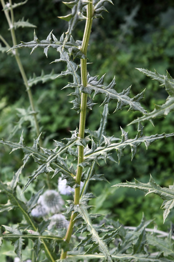 Изображение особи Echinops sphaerocephalus.