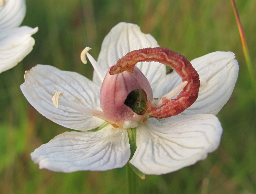 Изображение особи Parnassia palustris.