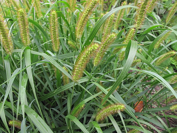 Image of Setaria pumila specimen.