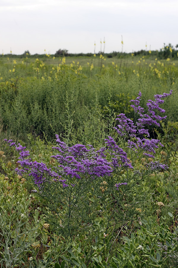 Image of Limonium otolepis specimen.