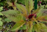 Amaranthus tricolor. Верхушка побега с развивающимся соцветием. Германия, г. Krefeld, ботанический сад. 31.07.2012.