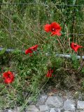 Papaver rhoeas. Цветущие растения. Германия, земля Саксония-Анхальт, г. Кведлинбург. 06.07.2012.