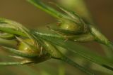 Juncus sphaerocarpus