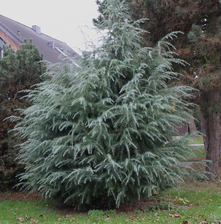 Image of Cedrus deodara specimen.