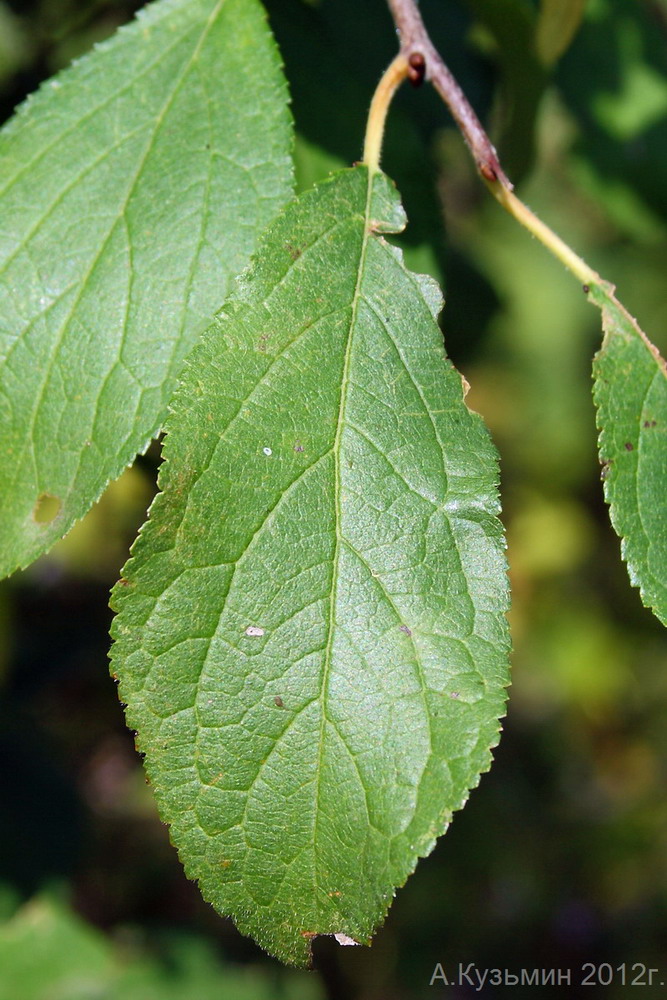 Image of Prunus stepposa specimen.