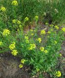 Sisymbrium loeselii. Цветущее растение. Иркутск, территория вокруг открытого стадиона. 04.07.2012.