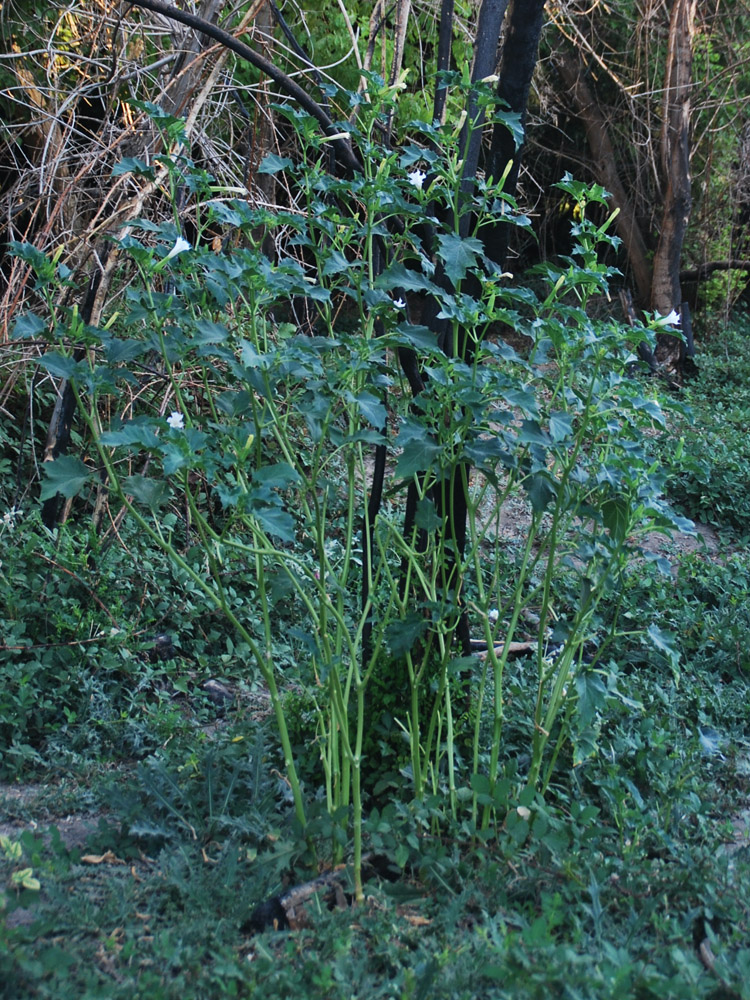 Изображение особи Datura stramonium.