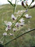 Astragalus melilotoides